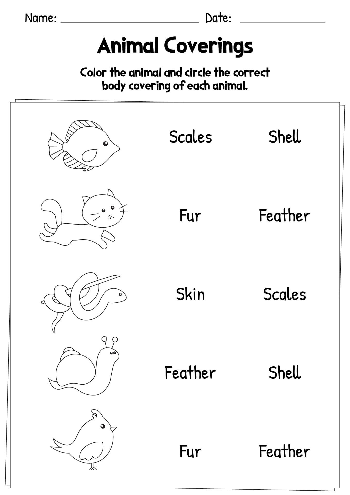 12 Animal Coverings Worksheets For Kindergarten Free PDF At Worksheeto