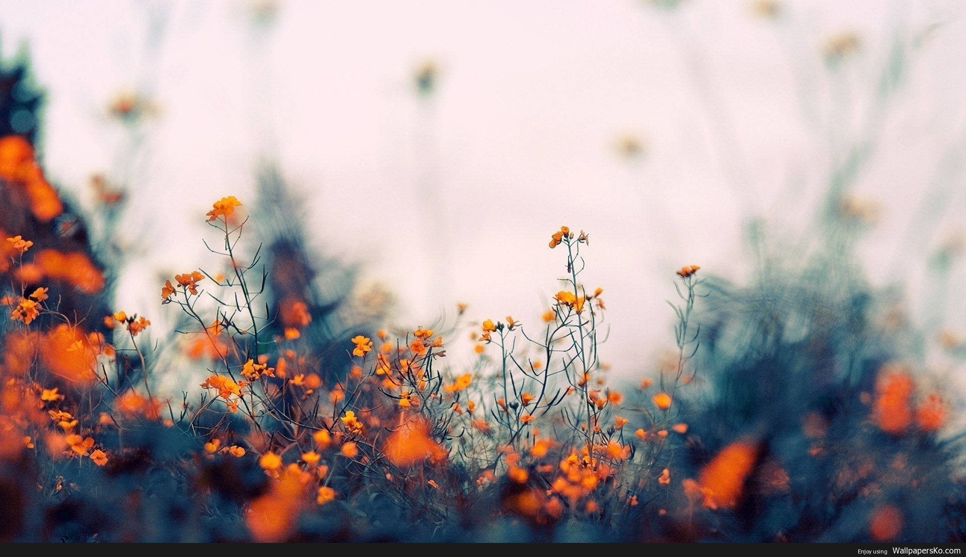200 Spring Aesthetic Wallpapers Wallpapers