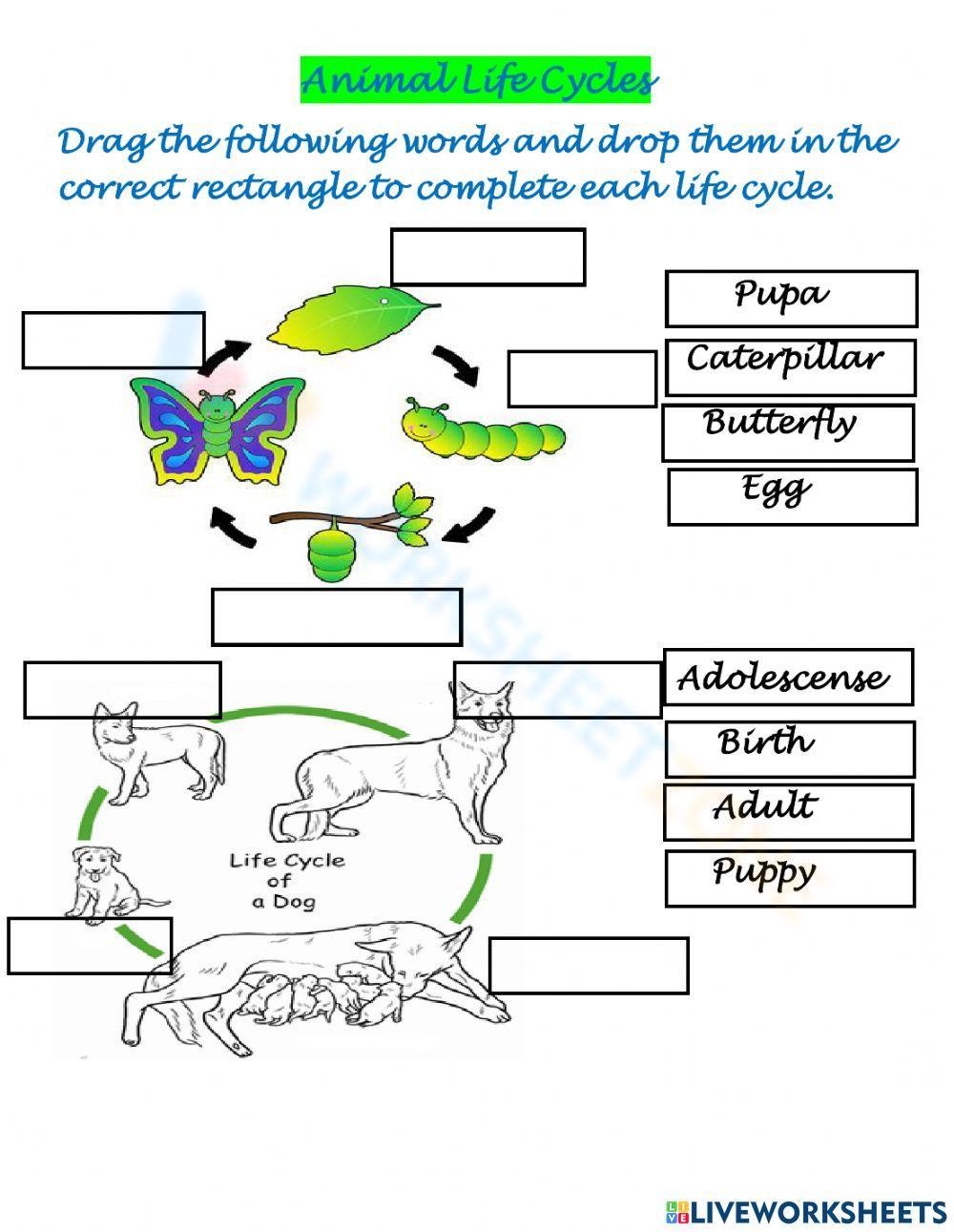 2nd Grade Animals Life Cycle Worksheets Printable