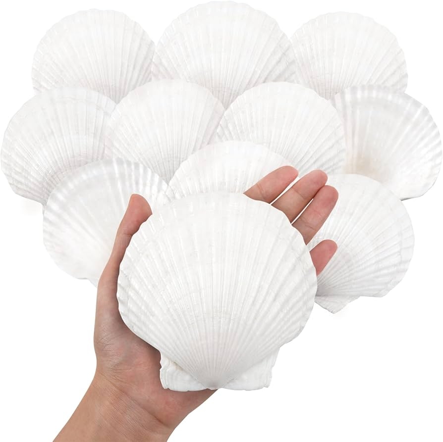 Amazon 10PCS Large Natural Scallop Shells 4 5 Large Shell For Crafts DIY Painting Baking And Beach Wedding Decorations Large White Seashells Bulk For Ocean Themed Parties And Home Decor Home