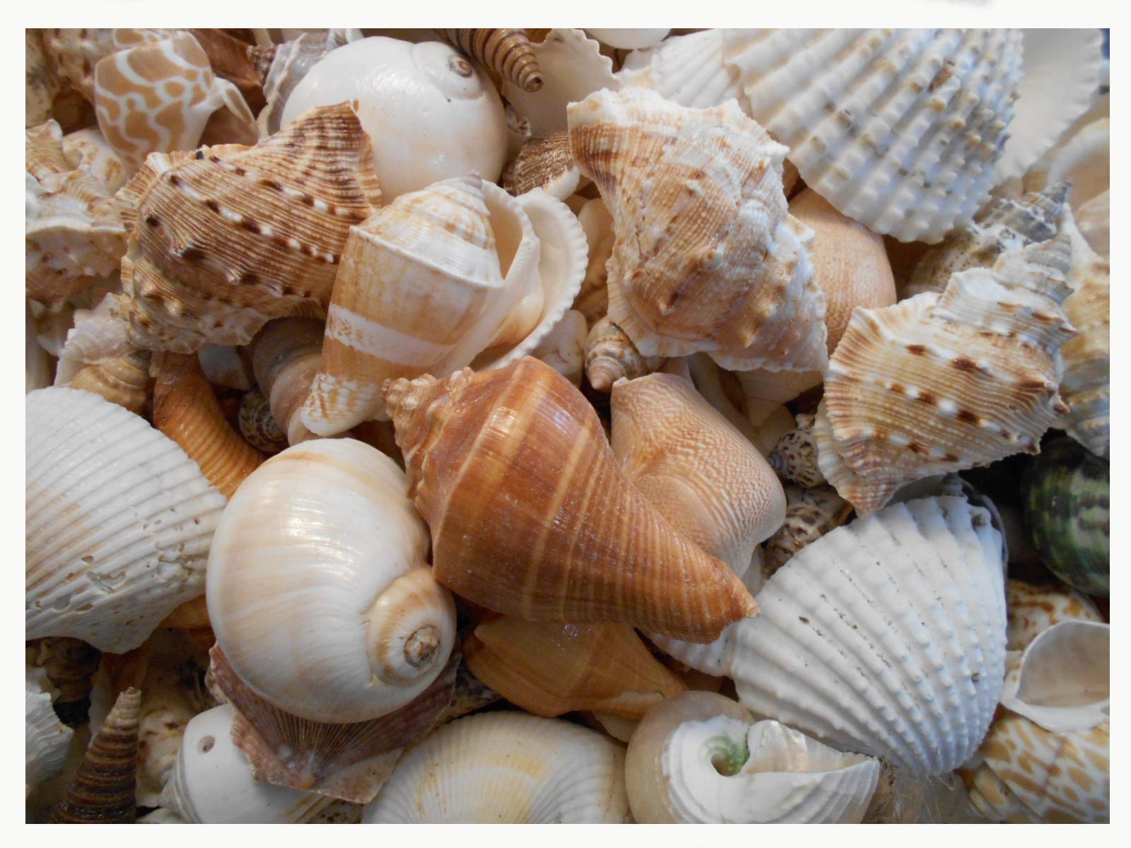 Amazon 4 Lbs Large Indian Ocean Shell Mix Seashells Beach Cottage Decor Nautical Bulk Home Kitchen