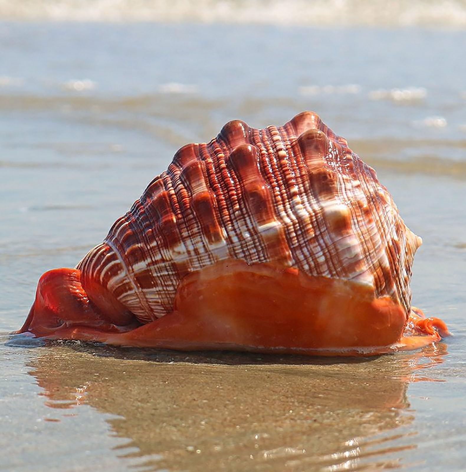 Amazon COYOUCO Natural Seashells Large Ocean Conch Shells For Beach Theme Party Wedding Home Decor DIY Crafts Fish Tank And Shell Collectors A Home Kitchen