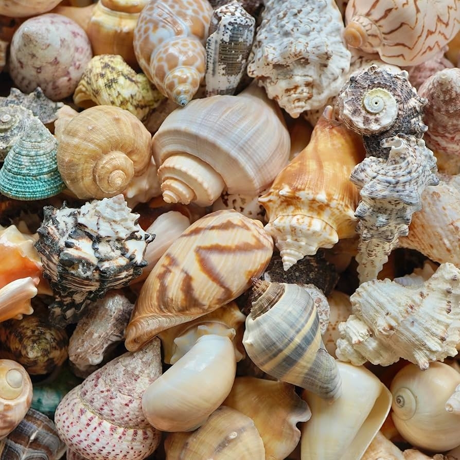 Amazon Large Conch Shells Mixed Ocean Sea Shells Various Sizes Natural Turbo Seashells And Hermit Crab Shells For Beach Themed Party DIY Crafts Fishtank Vase Fillers Home Wedding Decorations 5 Home