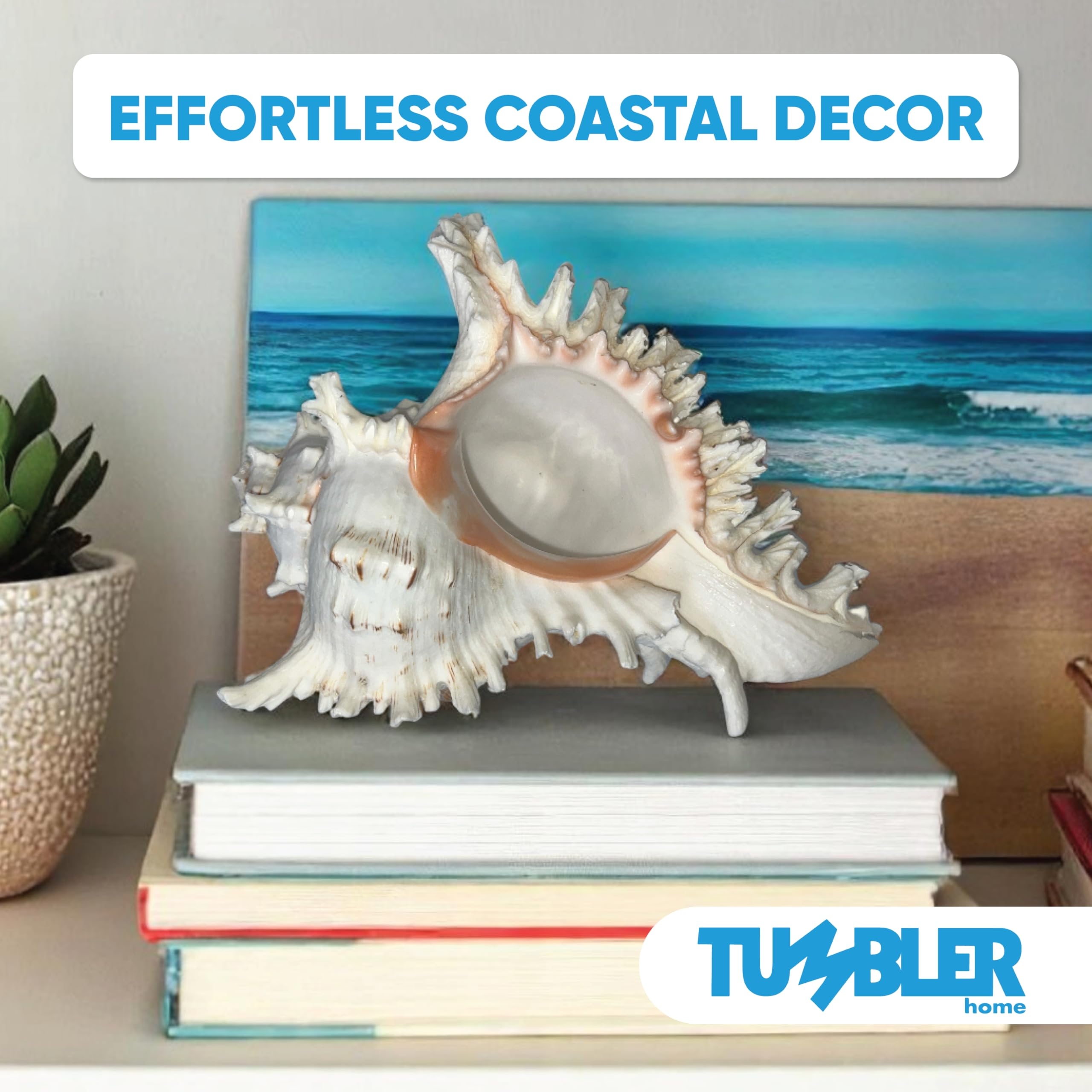 Amazon Tumbler Home Large Conch Sea Shells For Decorating Or Fish Tank Coastal Nautical Decor Air Plant Holder Aquarium Ornaments Big Sea Shell Decorative Seashells Beach Party Decor Murex Home