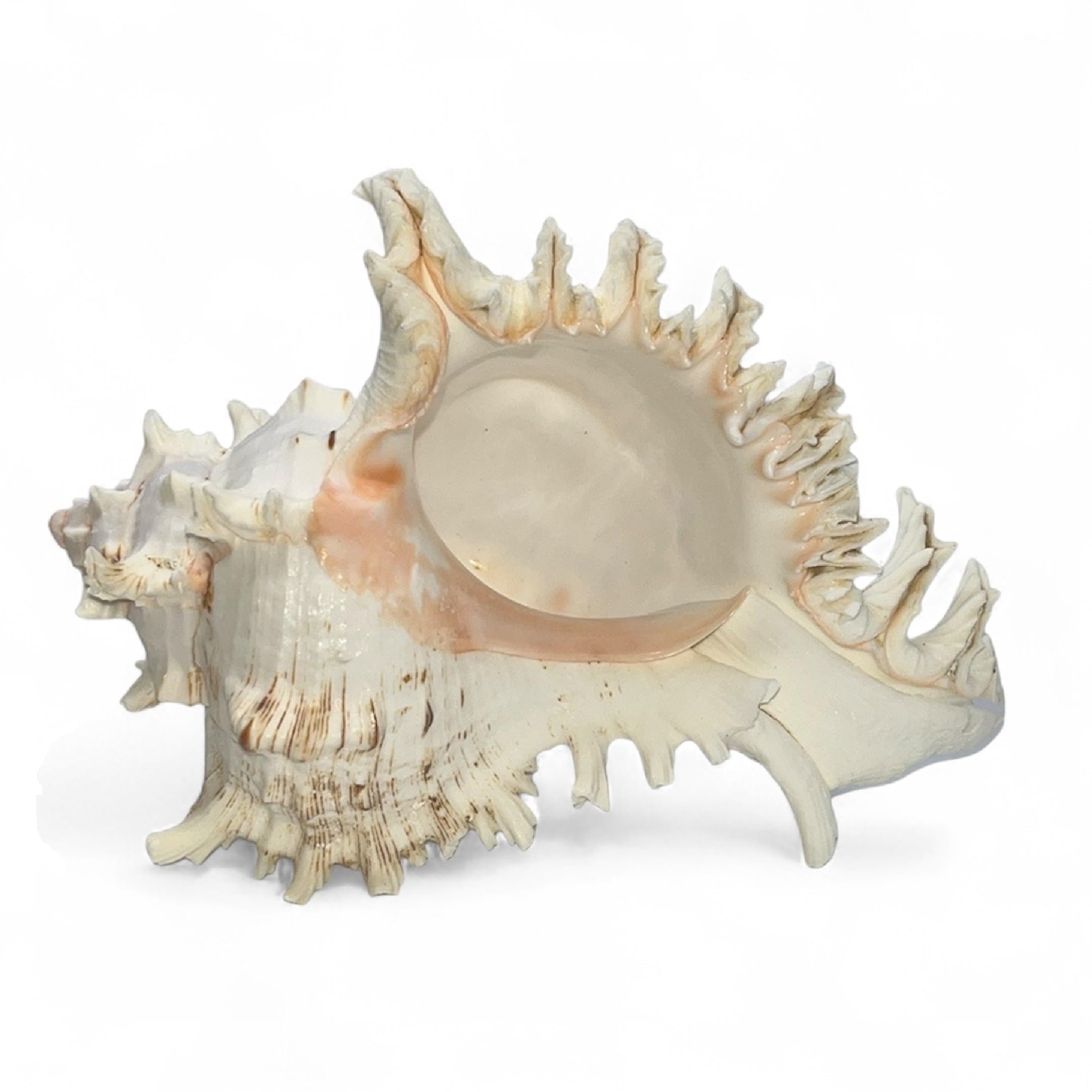 Amazon Tumbler Home Large Conch Sea Shells For Decorating Or Fish Tank Coastal Nautical Decor Air Plant Holder Aquarium Ornaments Big Sea Shell Decorative Seashells Beach Party Decor Murex Home