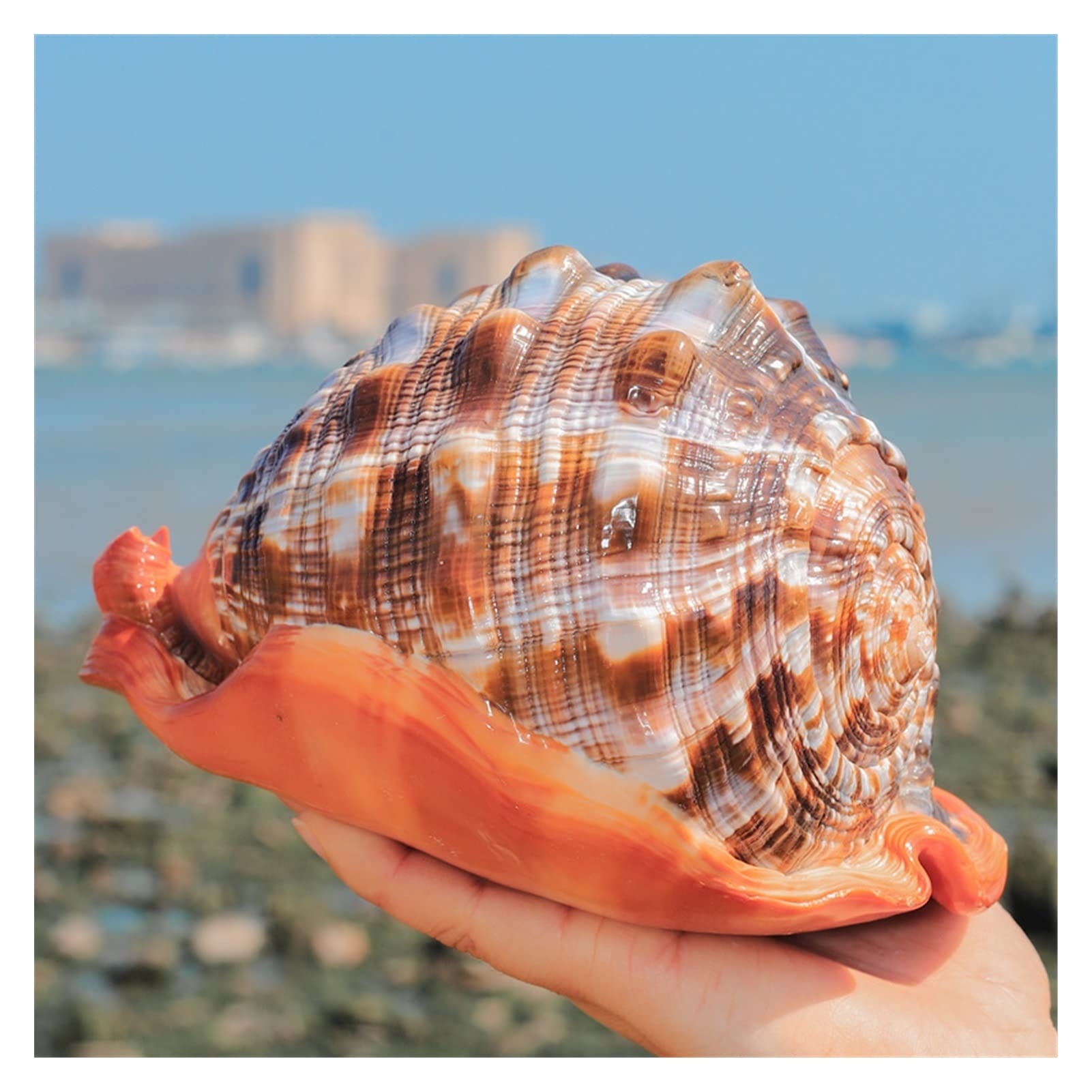 Amazon UHRLGHS 12 16CM Natural Big Sea Shells Snail Wanbao Conch Nautical Home Decor Beach Wedding Decorations Collectibles Aquarium Landscape L 12 Home Kitchen