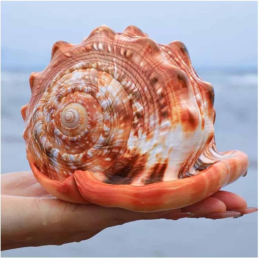 Amazon XIDONGTRE Natural Sea Beach Seashells Huge Ocean Conch Large Natural Sea Shells For Landscape Aquarium Home Floor Decoration Ornaments 11 13cm Home Kitchen