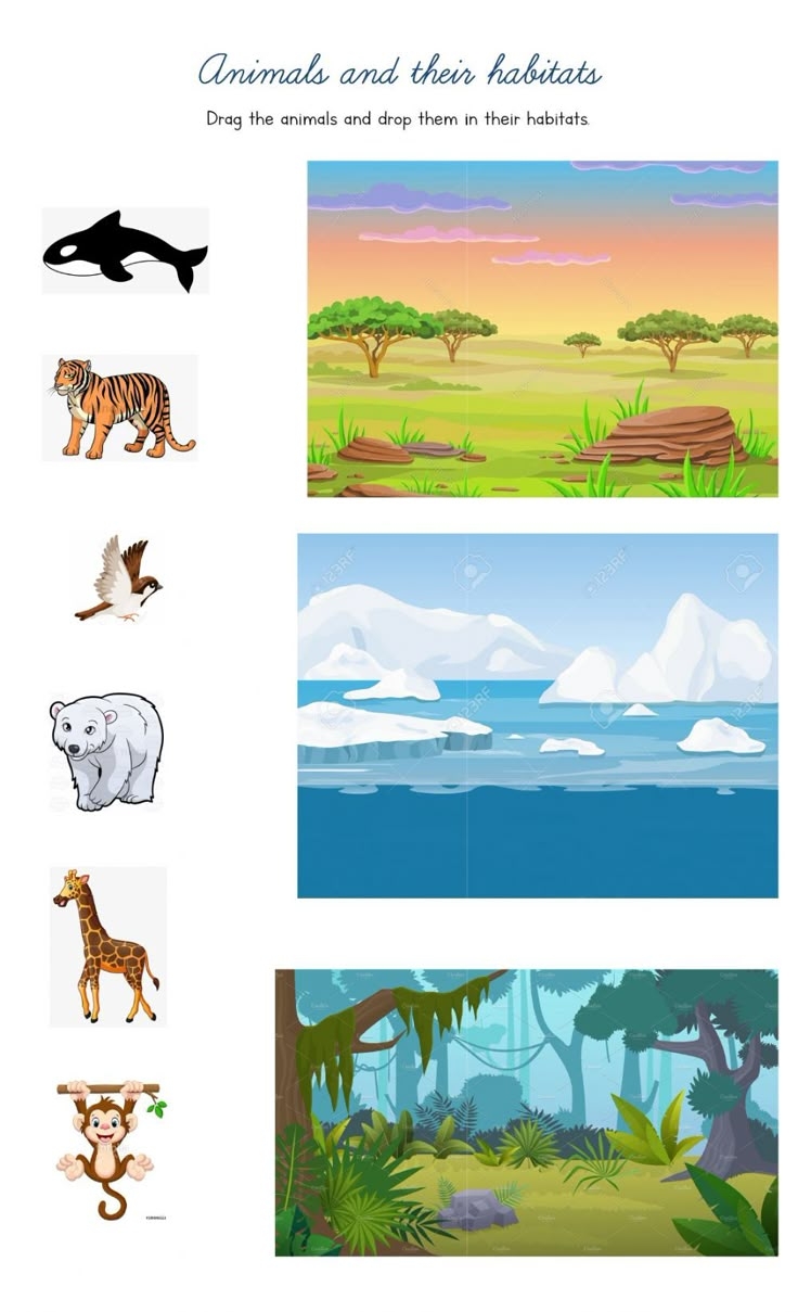 Animals And Their Habitats Drag And Drop Worksheet