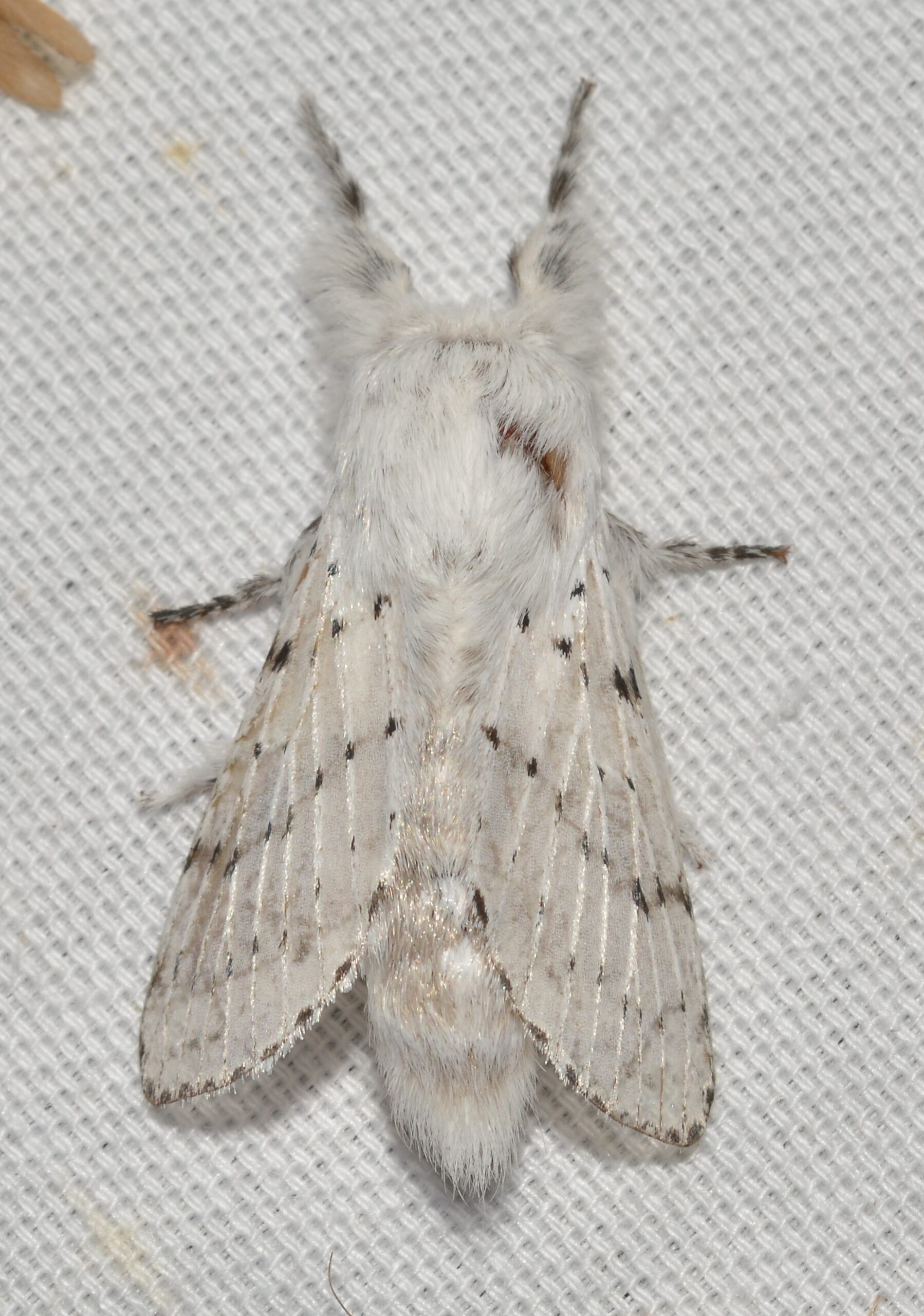 Artace Cribrarius Wikipedia