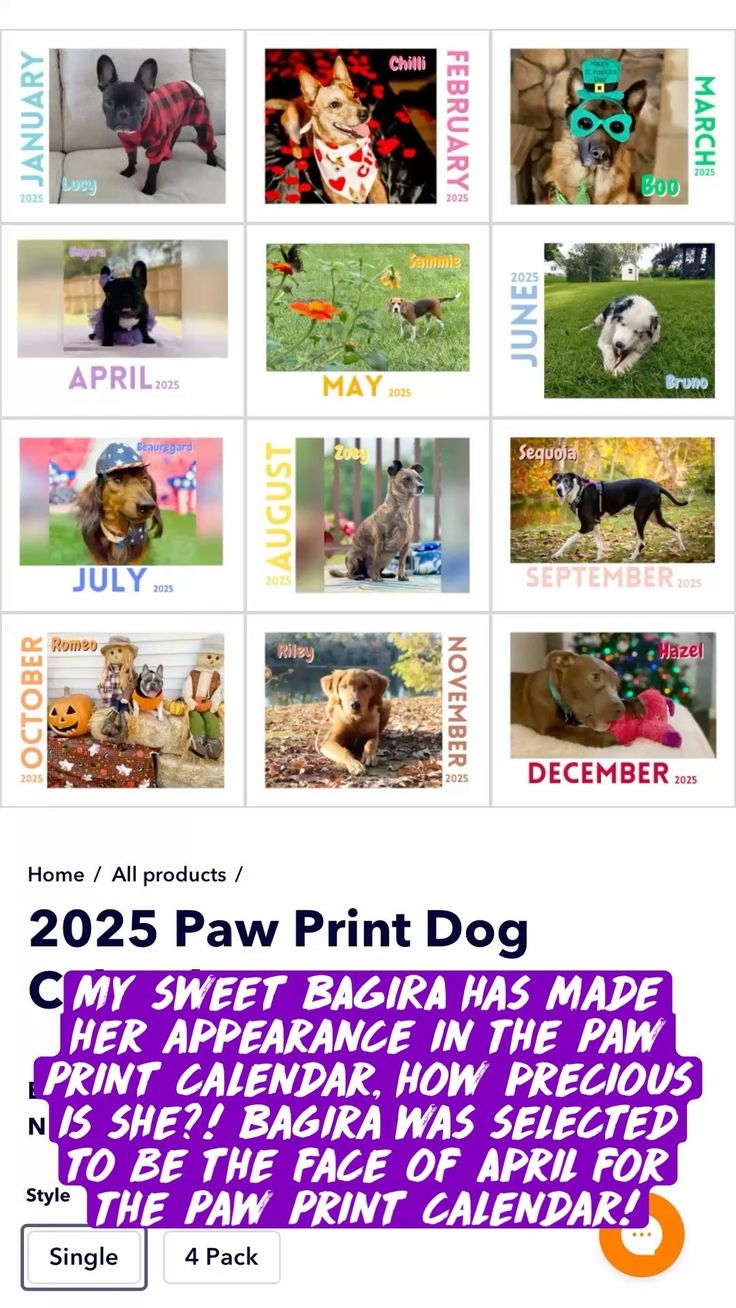 BAGIRA Is Featured In A 2025 Calendar By The Paw Print 