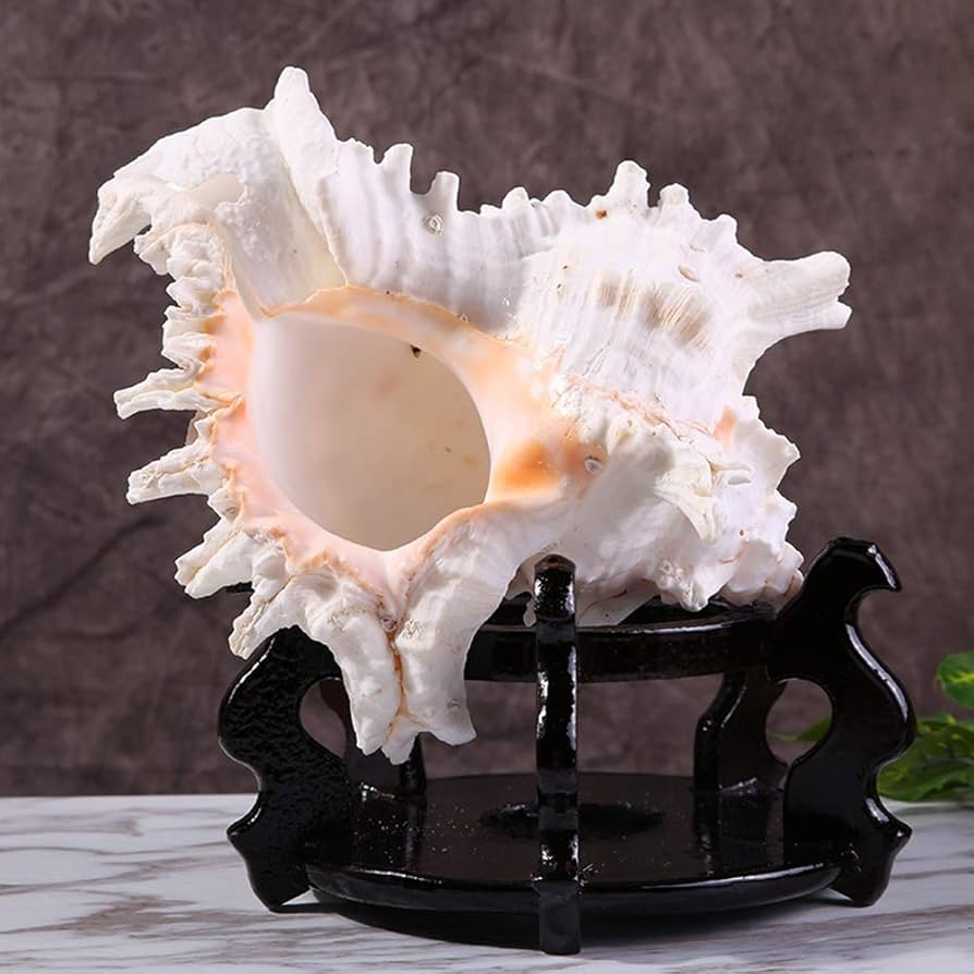 Buy Large Natural Seashells Murex Sea Shell Conch 6 7 Inch Home Beach Decor Online At Low Prices In India Amazon in