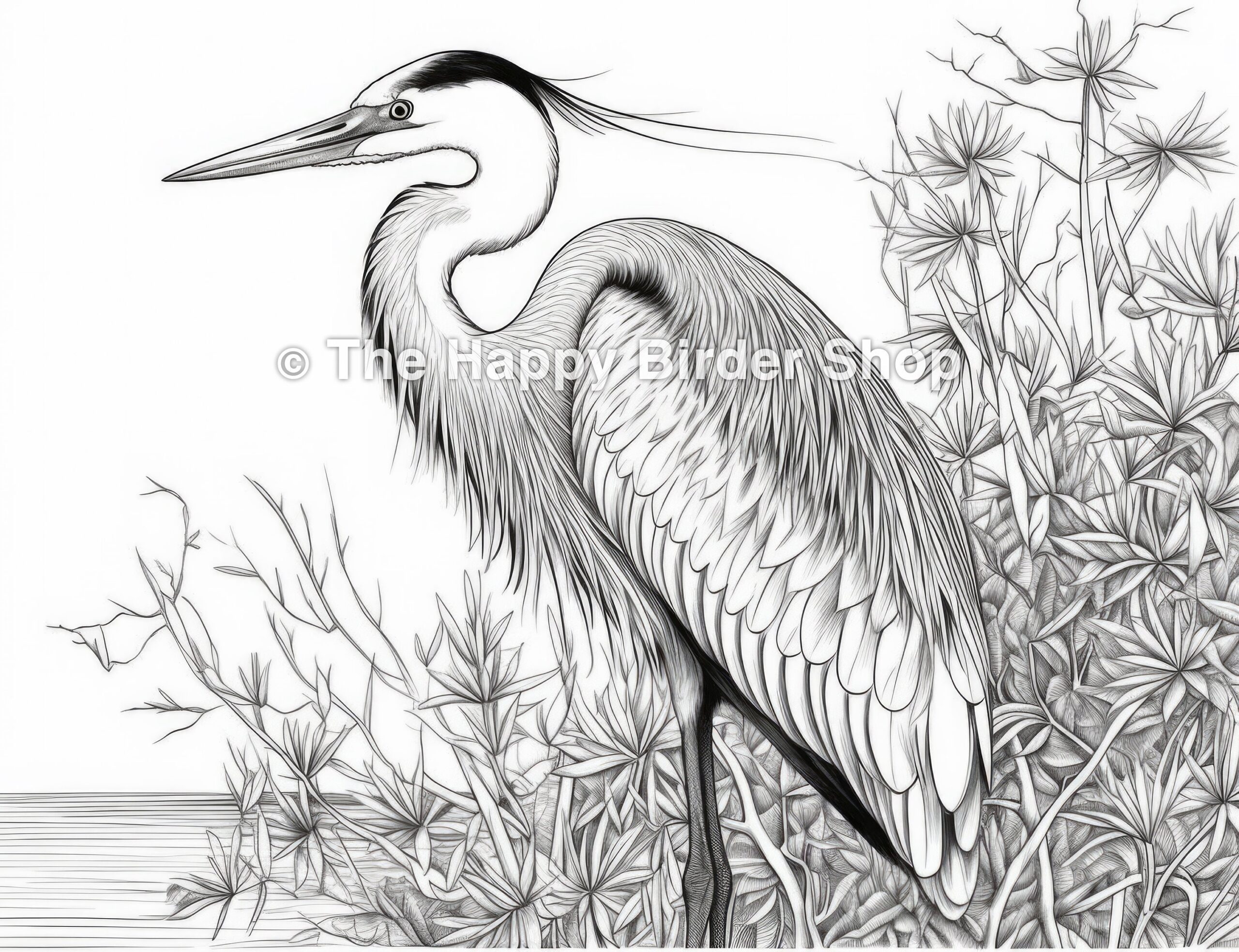 Coloring Page Great Blue Heron Printable Bird Colouring Page Adult Coloring Sheet Nature Etsy