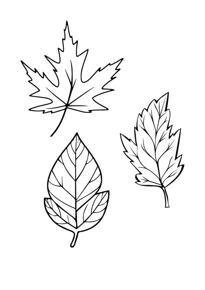 DIBUJOS DE OTO O PARA PINTAR CON NI OS Y NI AS Sortir Amb Nens