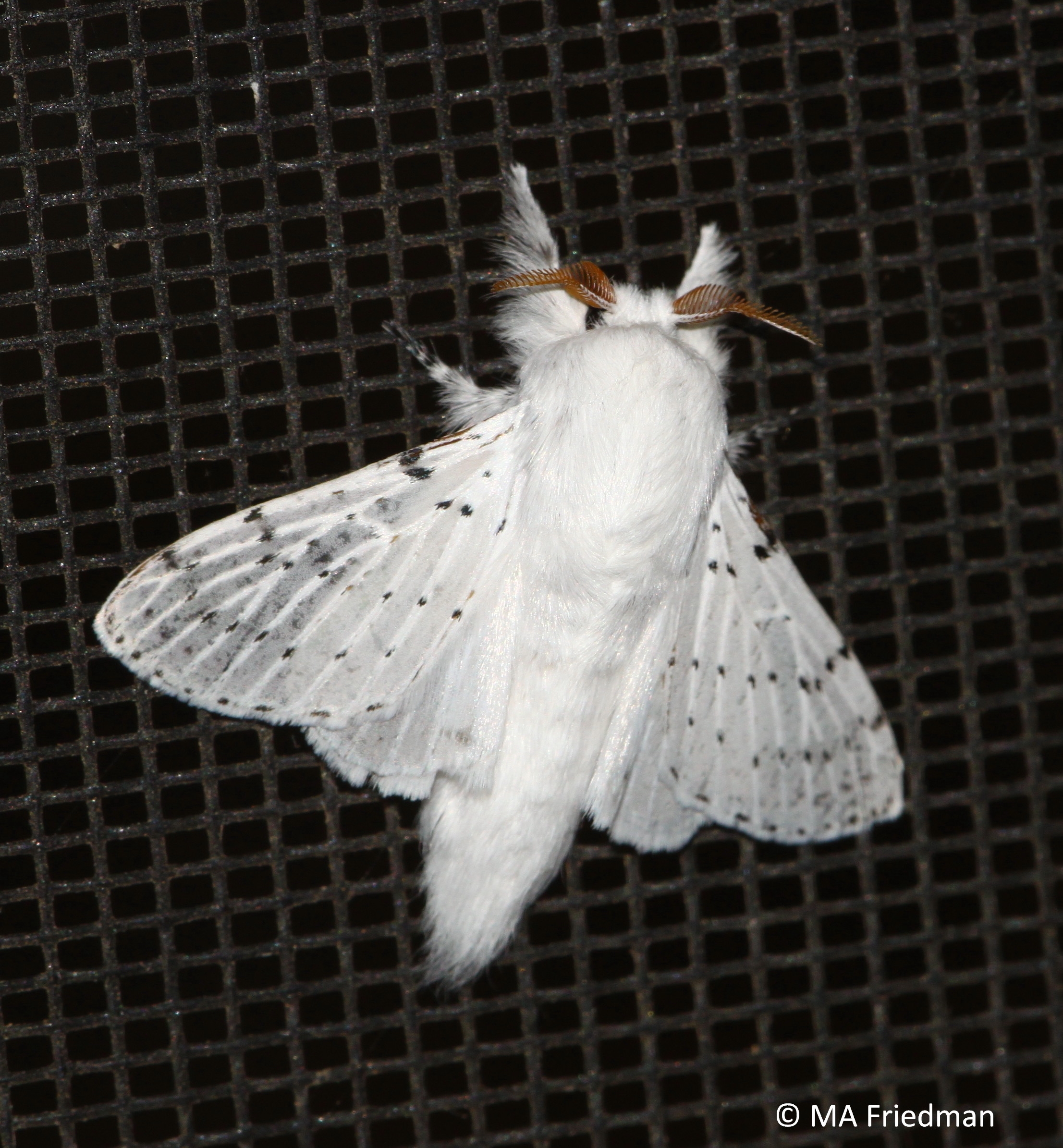 Dot lined White Artace Cribraria Ljungh 1825 Butterflies And Moths Of North America