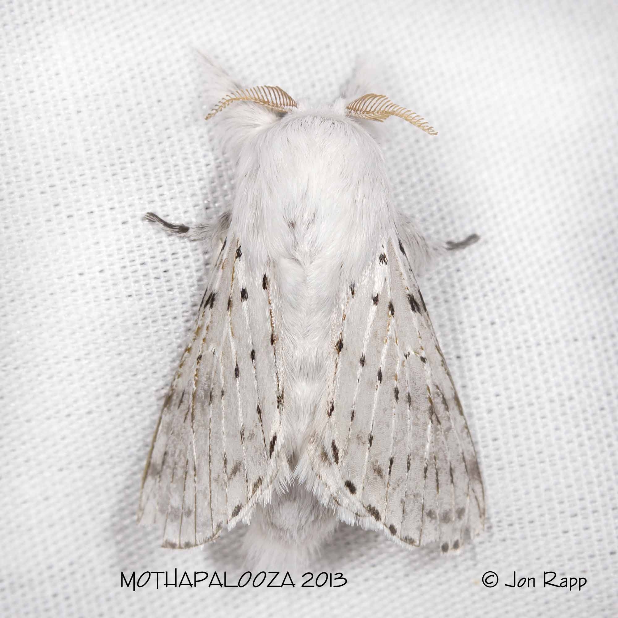 Dot lined White Artace Cribraria Ljungh 1825 Butterflies And Moths Of North America