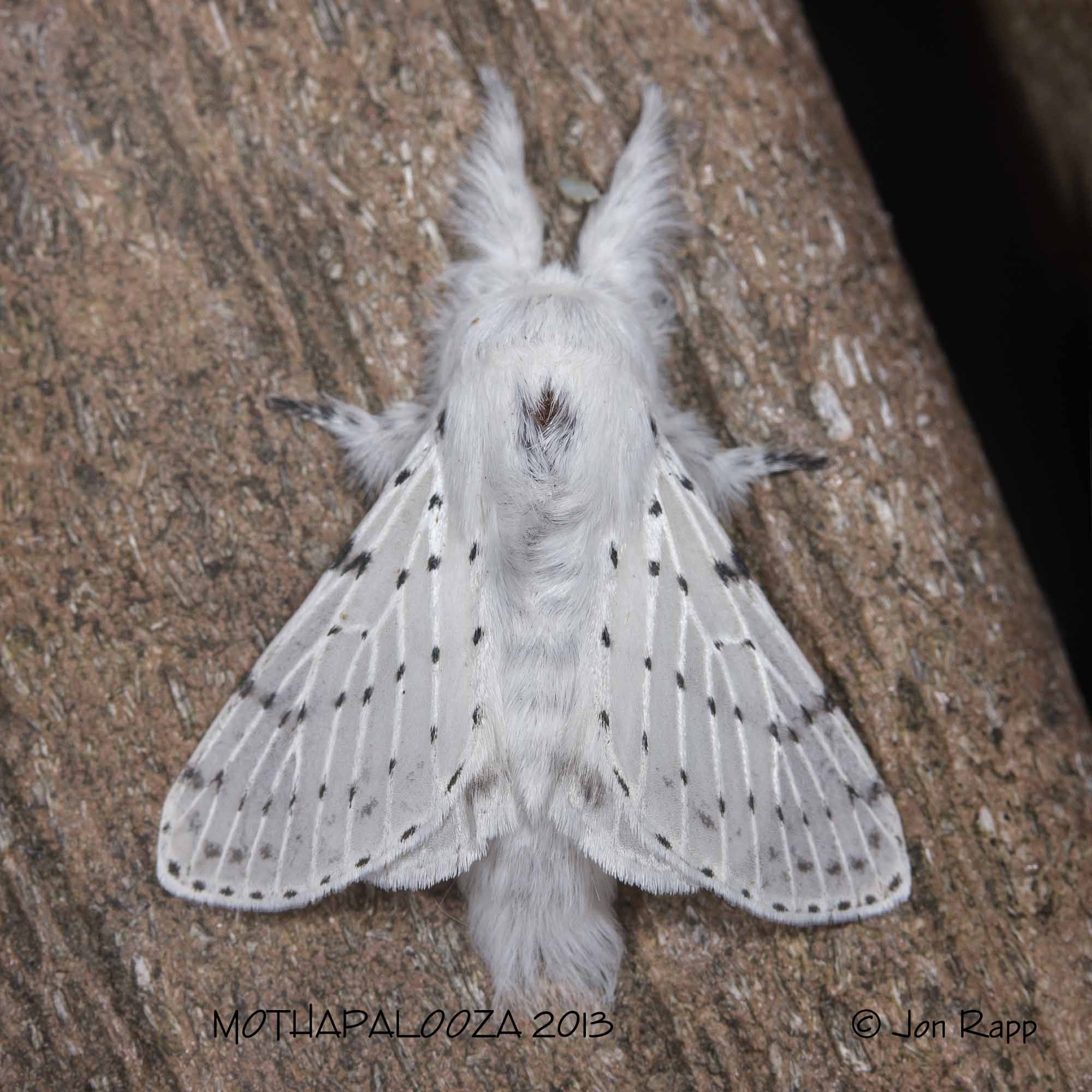 Dot lined White Artace Cribraria Ljungh 1825 Butterflies And Moths Of North America