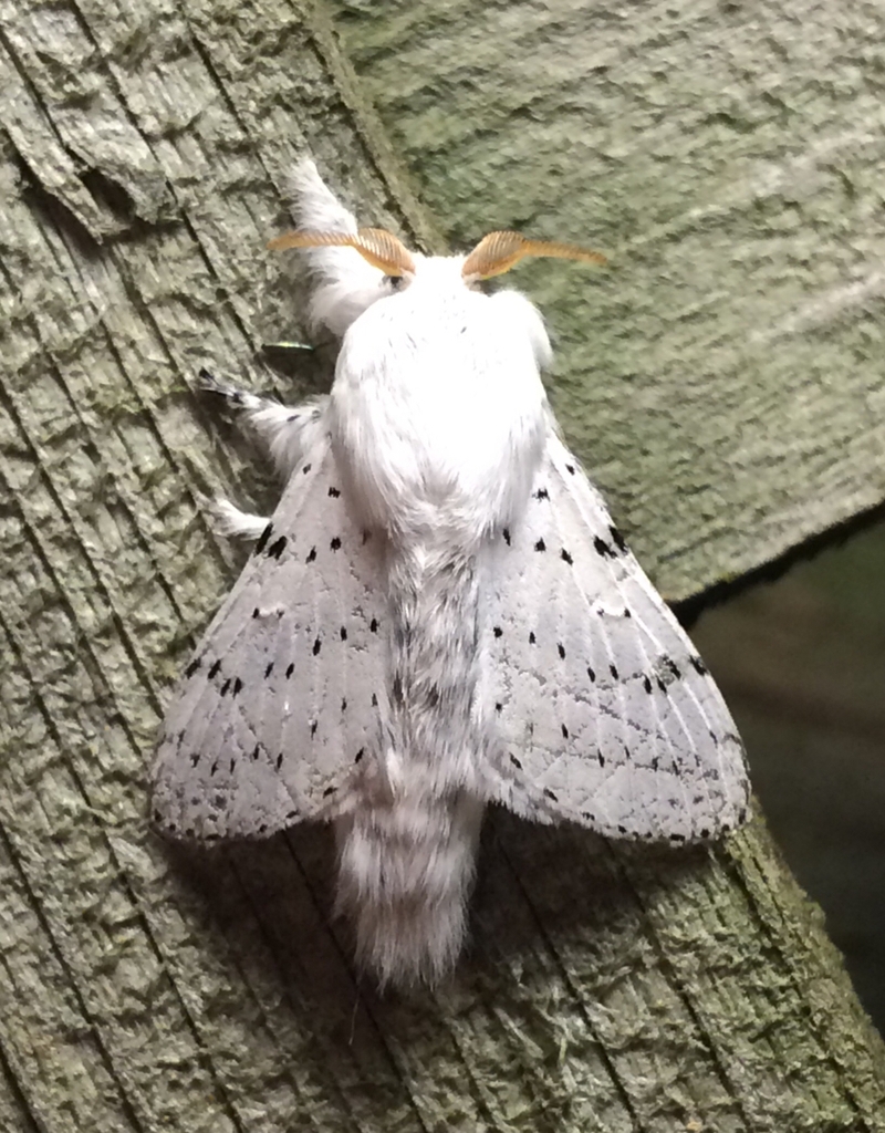 dot lined white moth