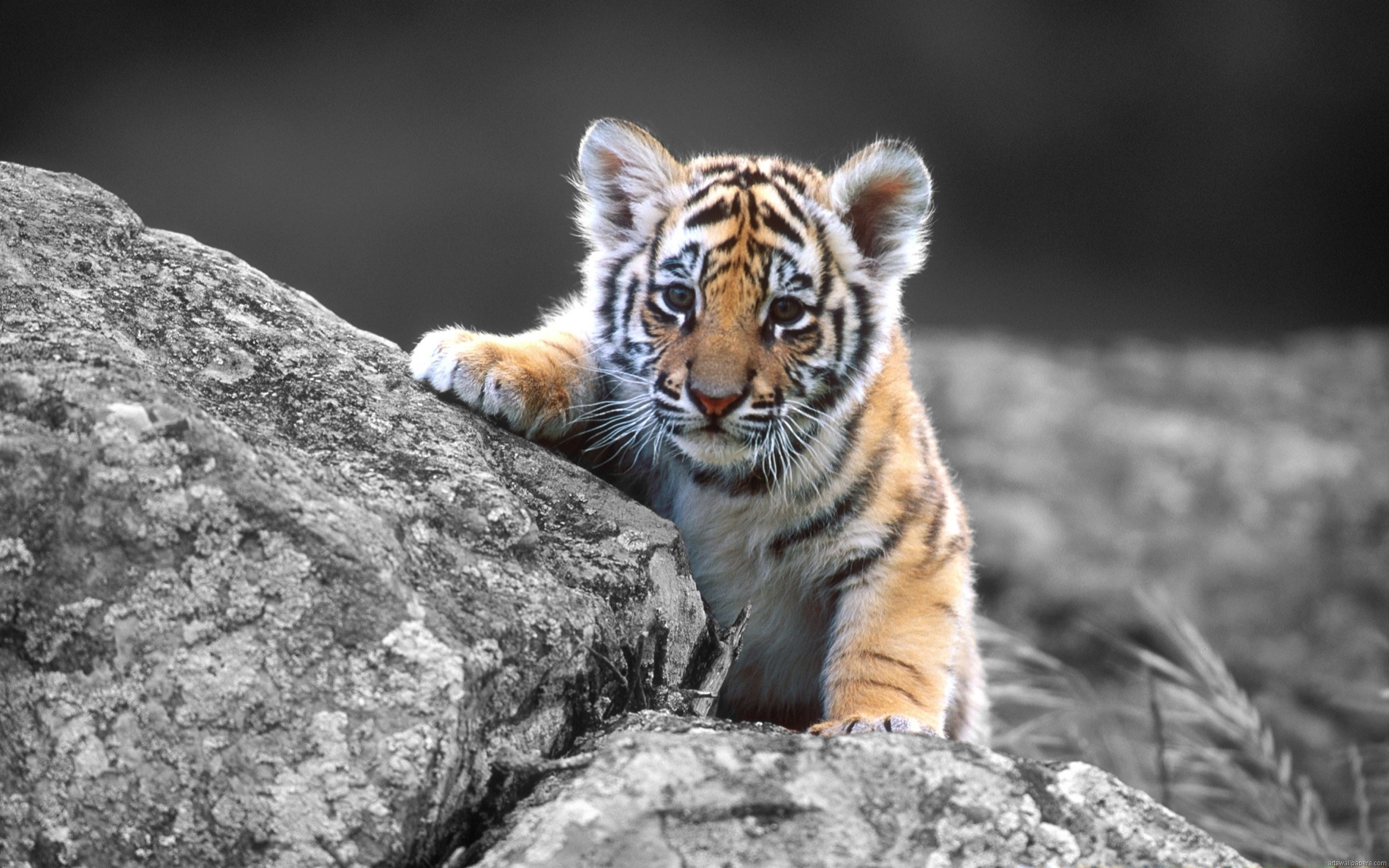 desktop wallpaper download for pc