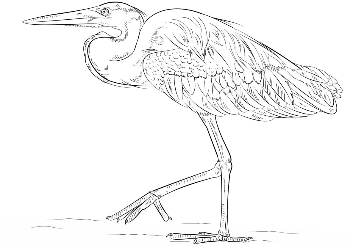 Great Blue Heron Coloring Page Free Printable