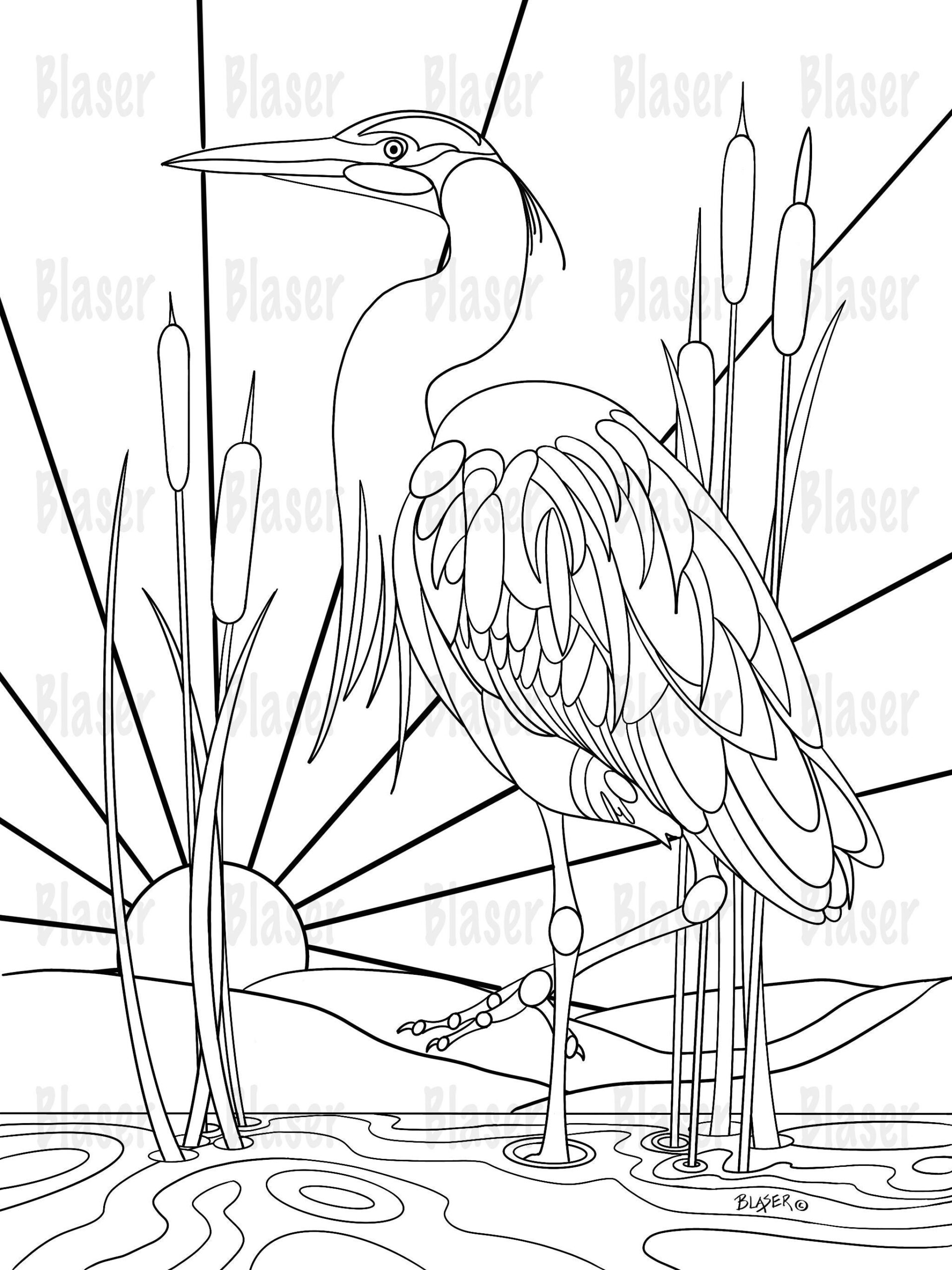 Great Blue Heron Coloring Page Instant Digital Download Printable Activity Sheet Nature Adults Relaxing Intricate Bird Coloring Page Etsy