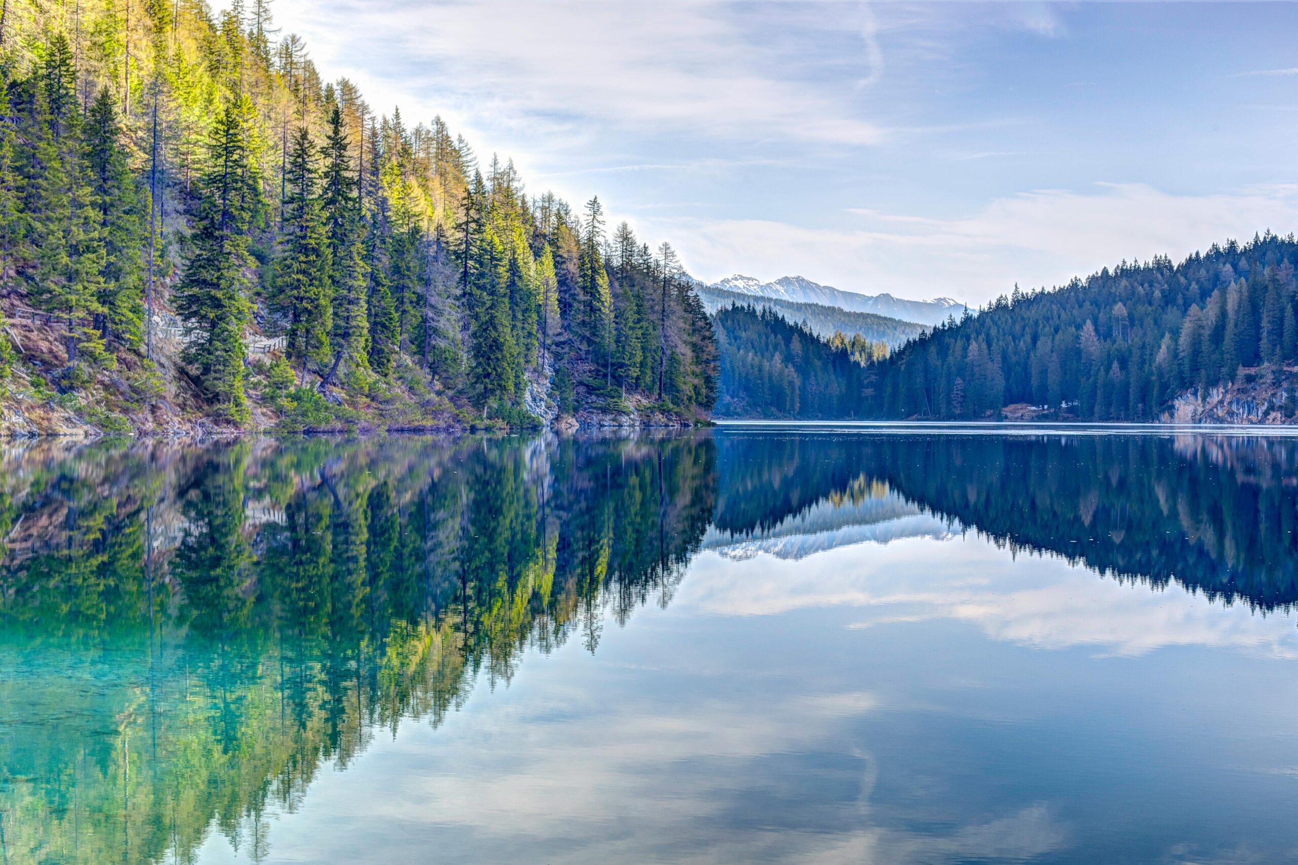 Green Pine Trees Near Body Of Water Free Stock Photo