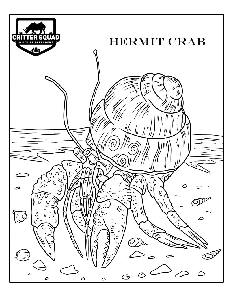 Hermit Crab Coloring C S W D