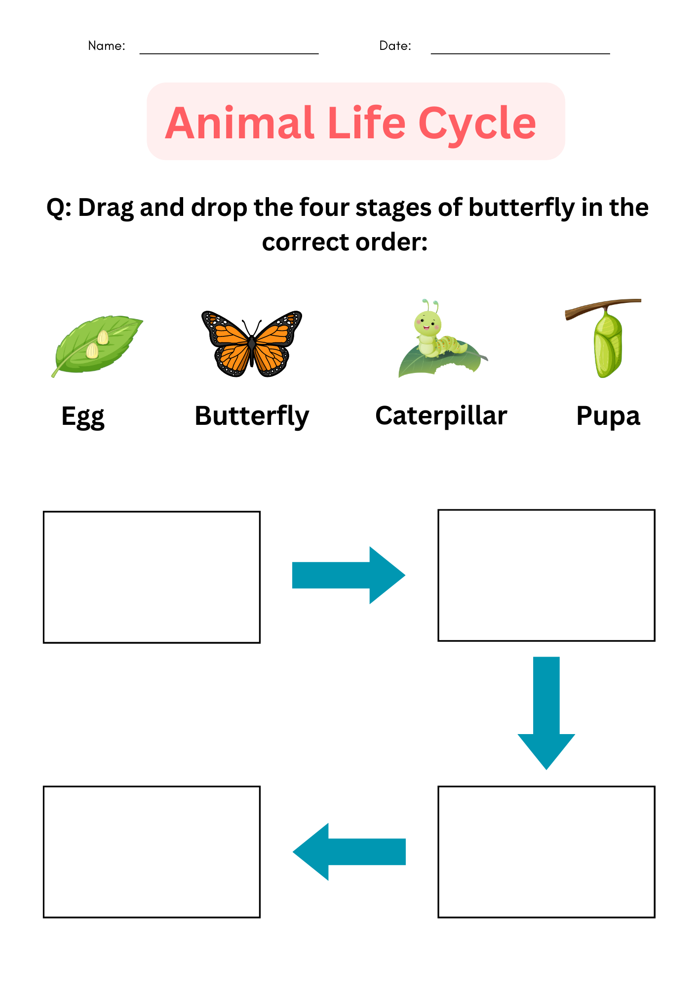 Interactive Worksheet 4th Grade Animal Life Cycle Worksheets Teaching Resources