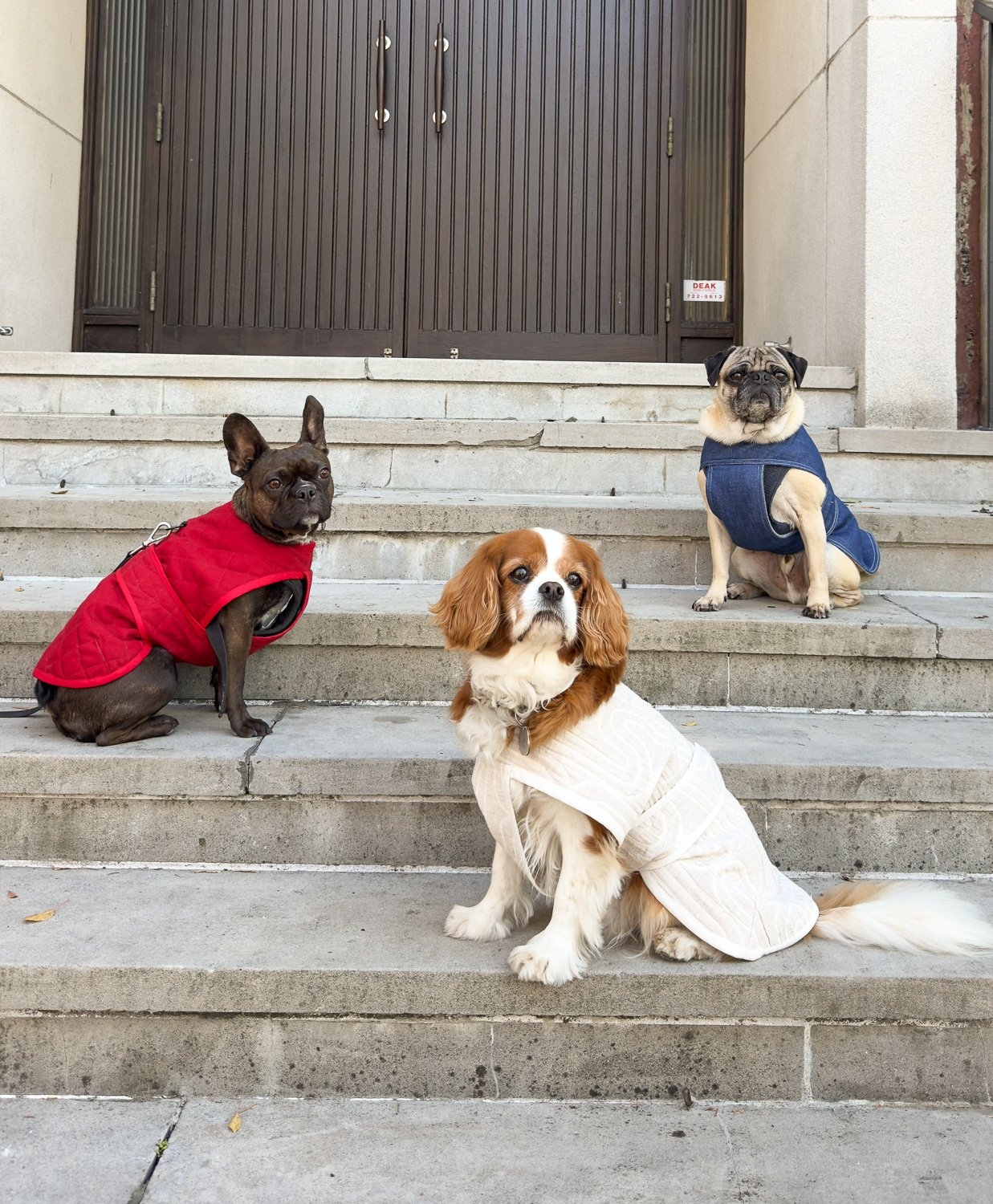Keep Your Pup Warm With Our Free Dog Coat Pattern Closet Core Patterns