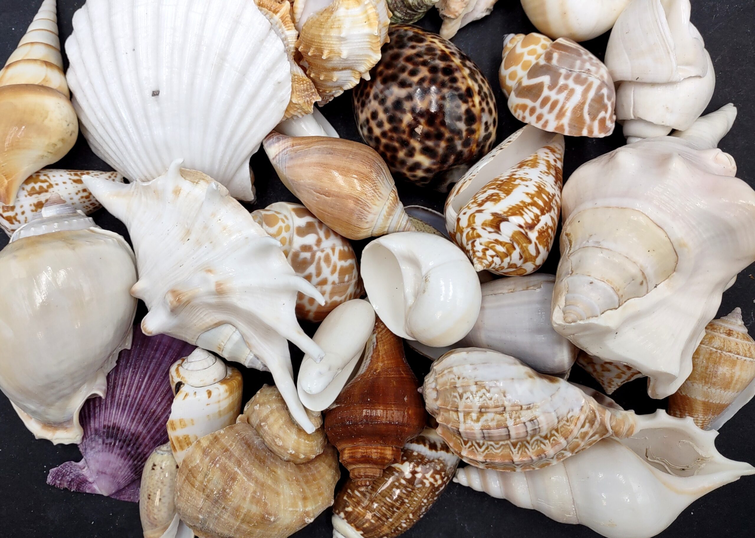 Large Seashell Assorted Ocean Bulk Mix approx 1 Kilogram 1 3 Inches Colorful Shell Variety Assortment For Arts Crafts Decor Display 