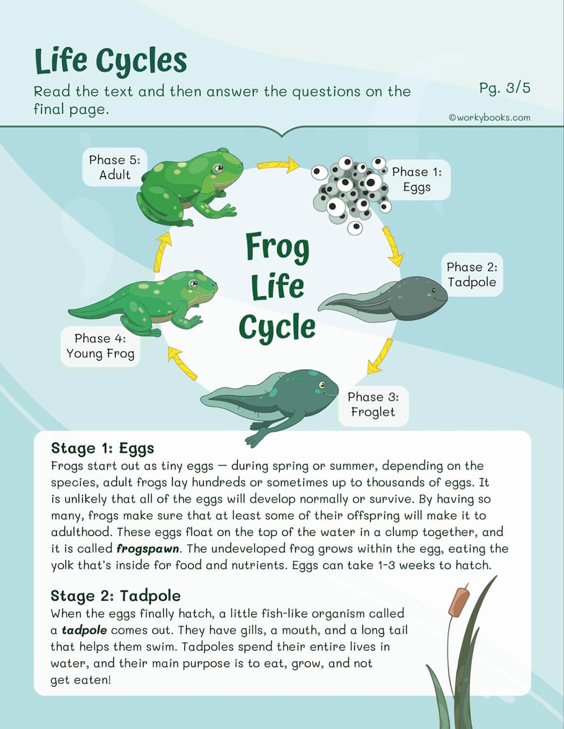 animal life cycle worksheets
