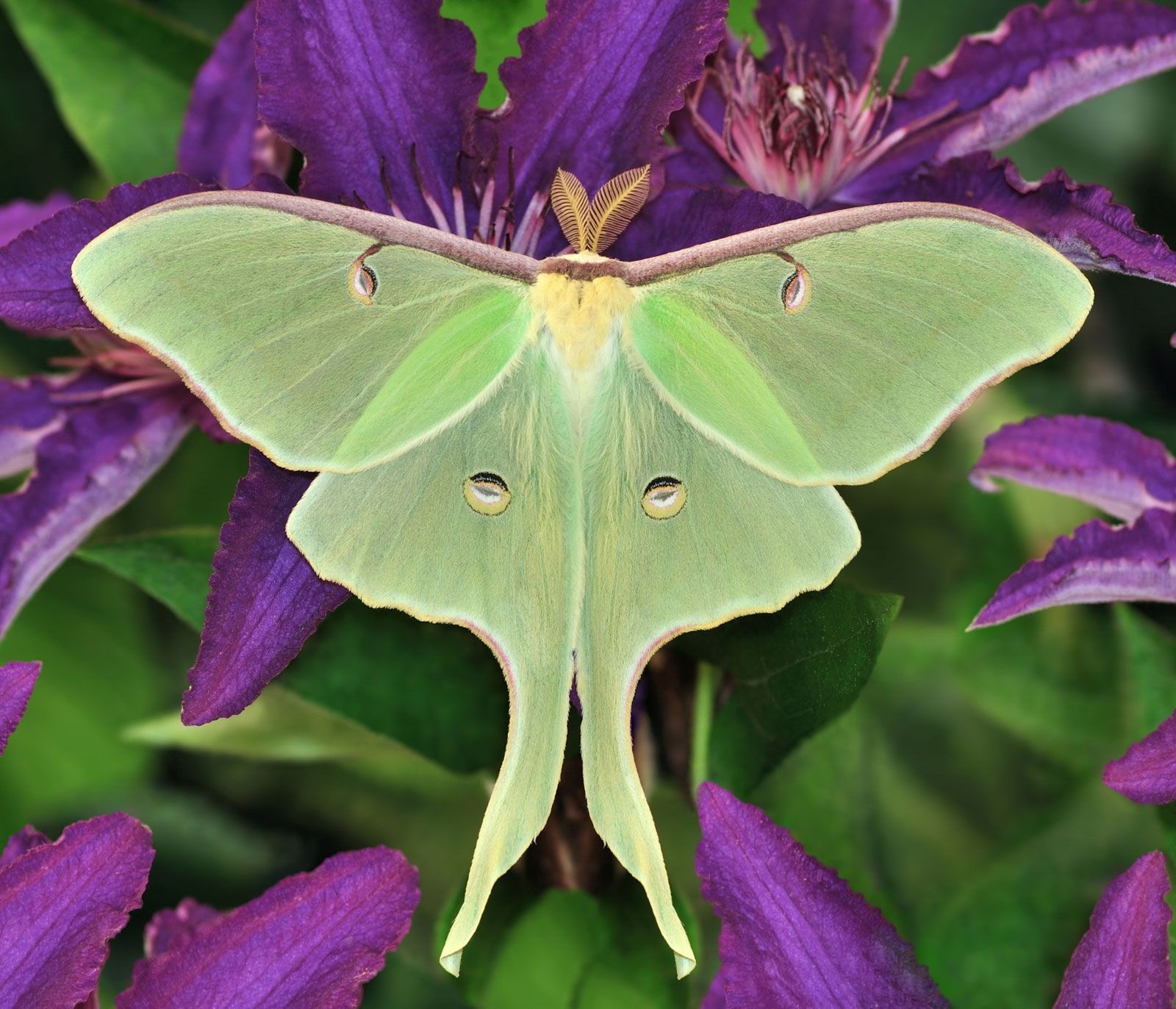 Luna Moth Description Size Light Pollution Facts Britannica