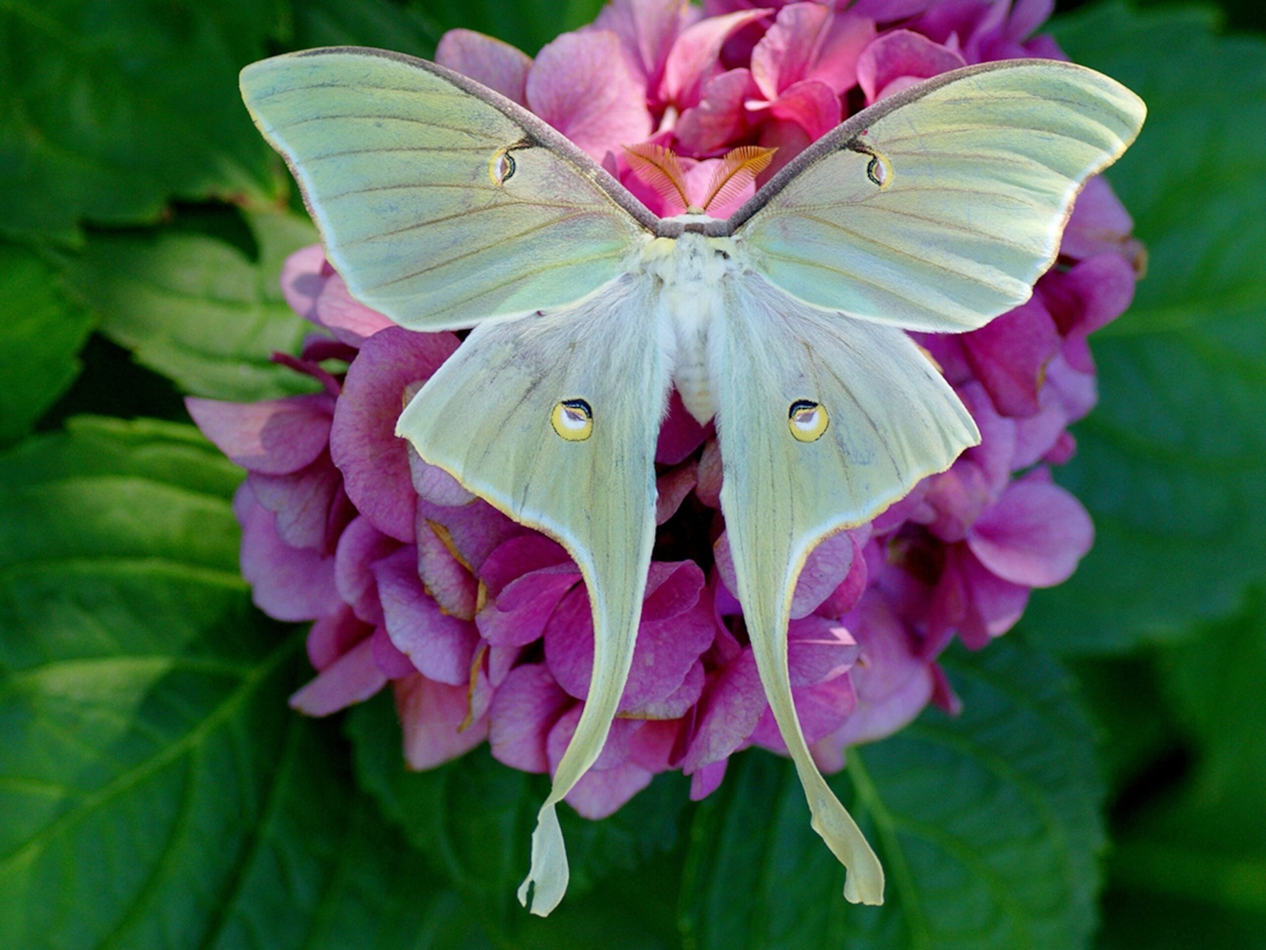 Luna Moth National Geographic Kids