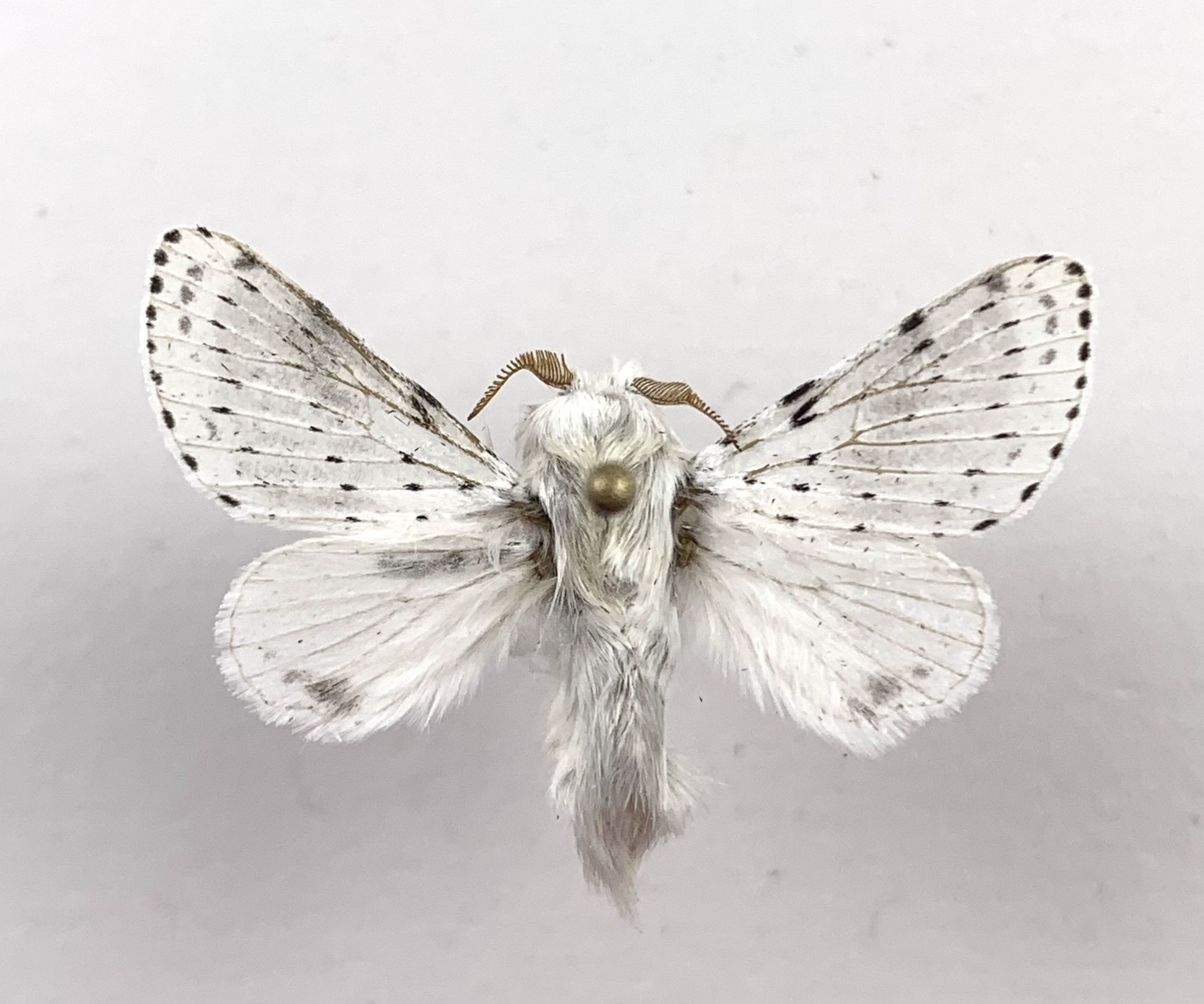 Moths Of North Carolina