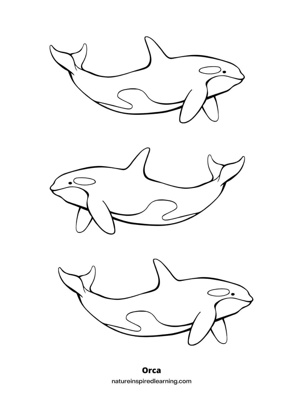 orca whale pictures to color