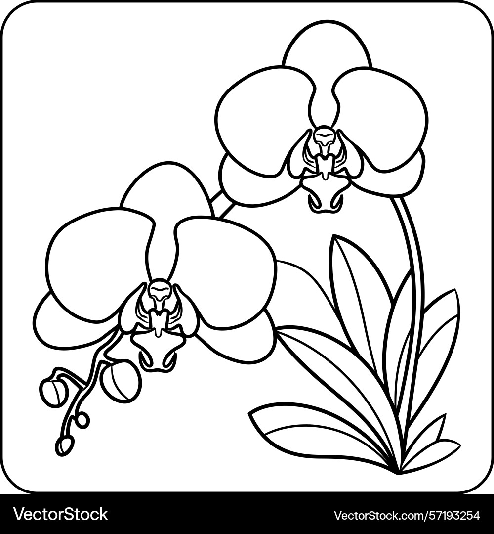 Orchid Flower Bold Line Coloring Page Royalty Free Vector VectorStock