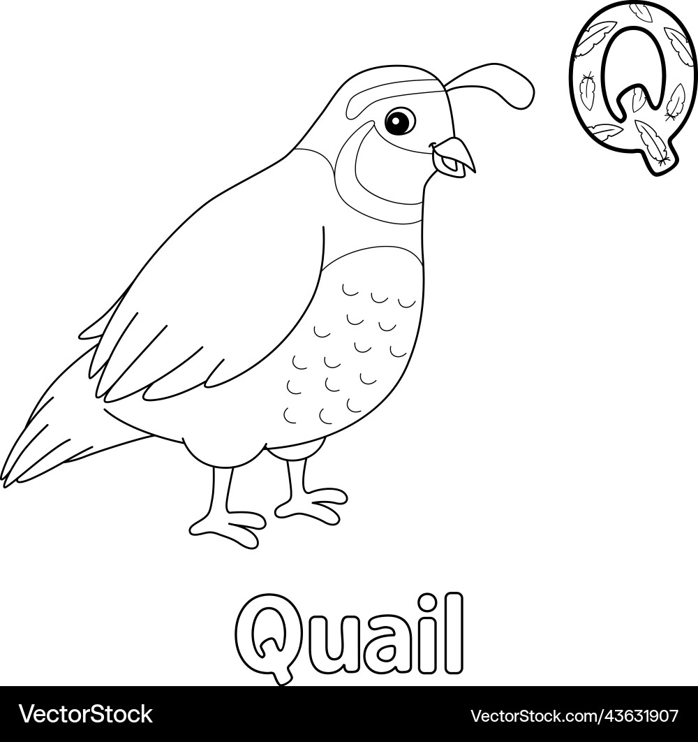 Quail Alphabet Abc Coloring Page Q Royalty Free Vector VectorStock