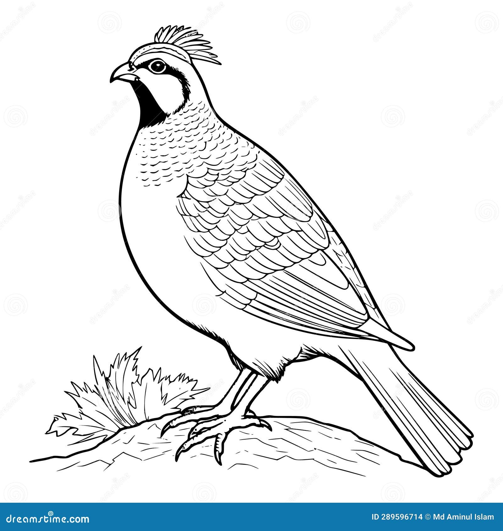Quail Coloring Page For Kids Stock Vector Illustration Of Year Adults 289596714