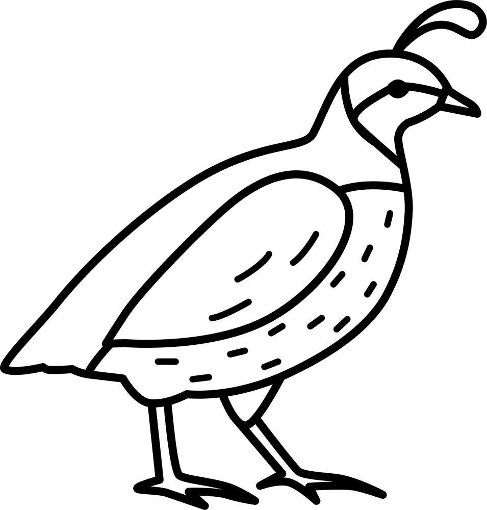 Quail Coloring Page Free Printable