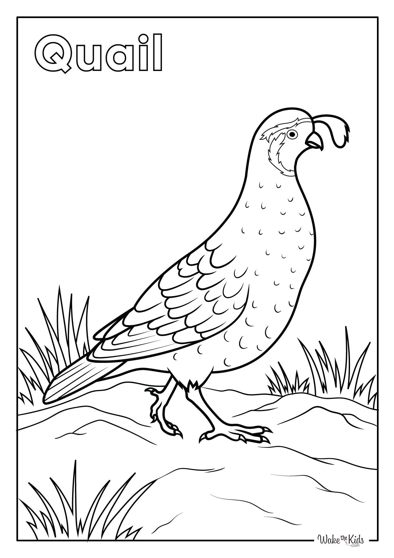 coloring page of a quail