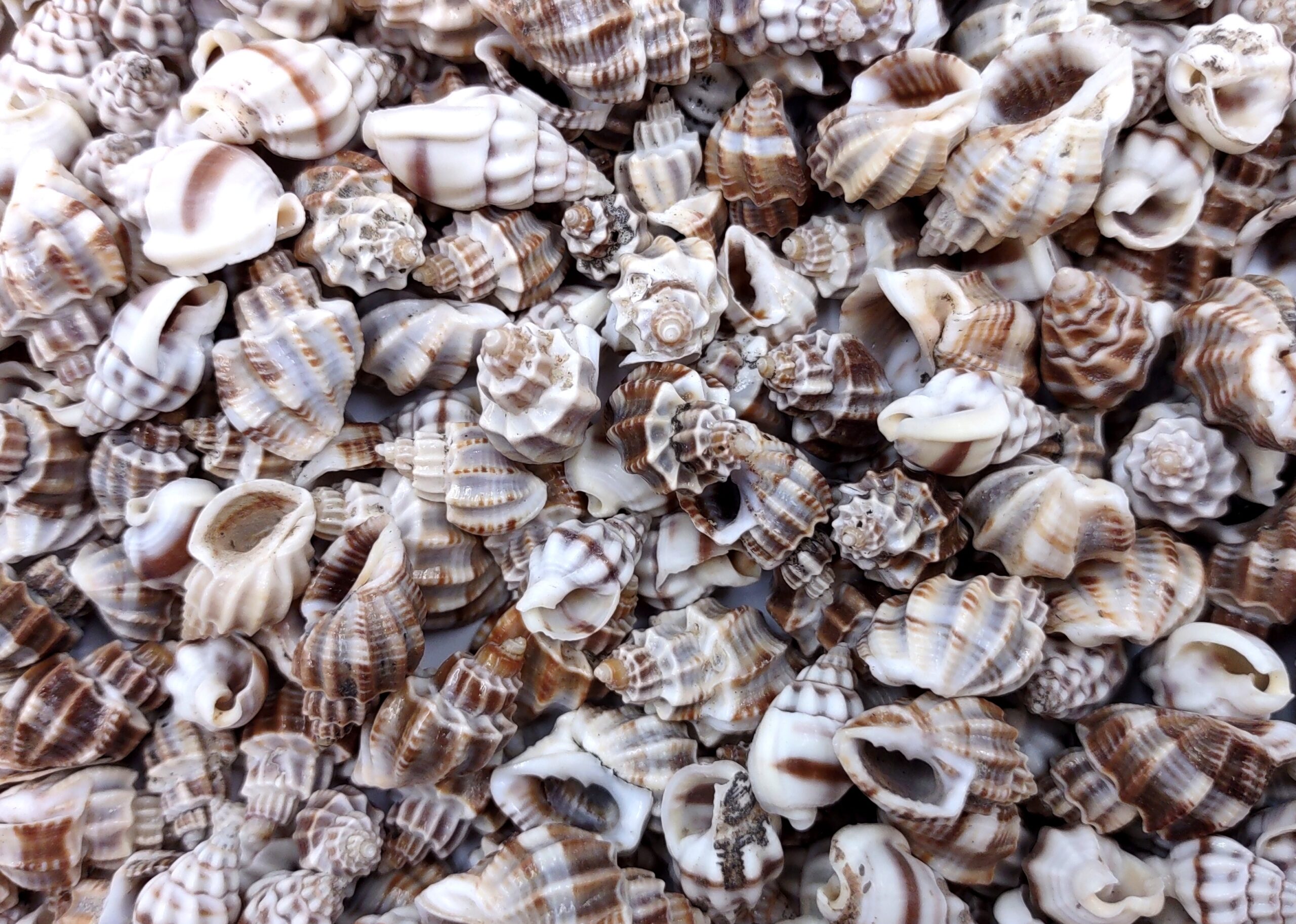 large seashells for sale