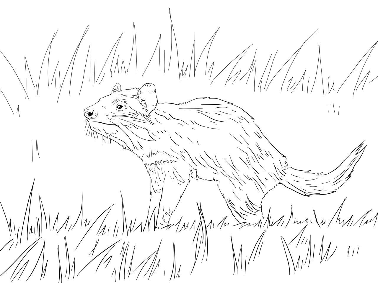 tasmanian devil pictures to color