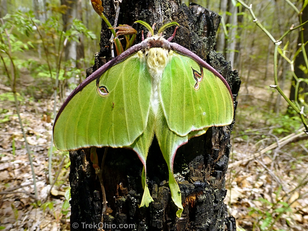 images of luna moths