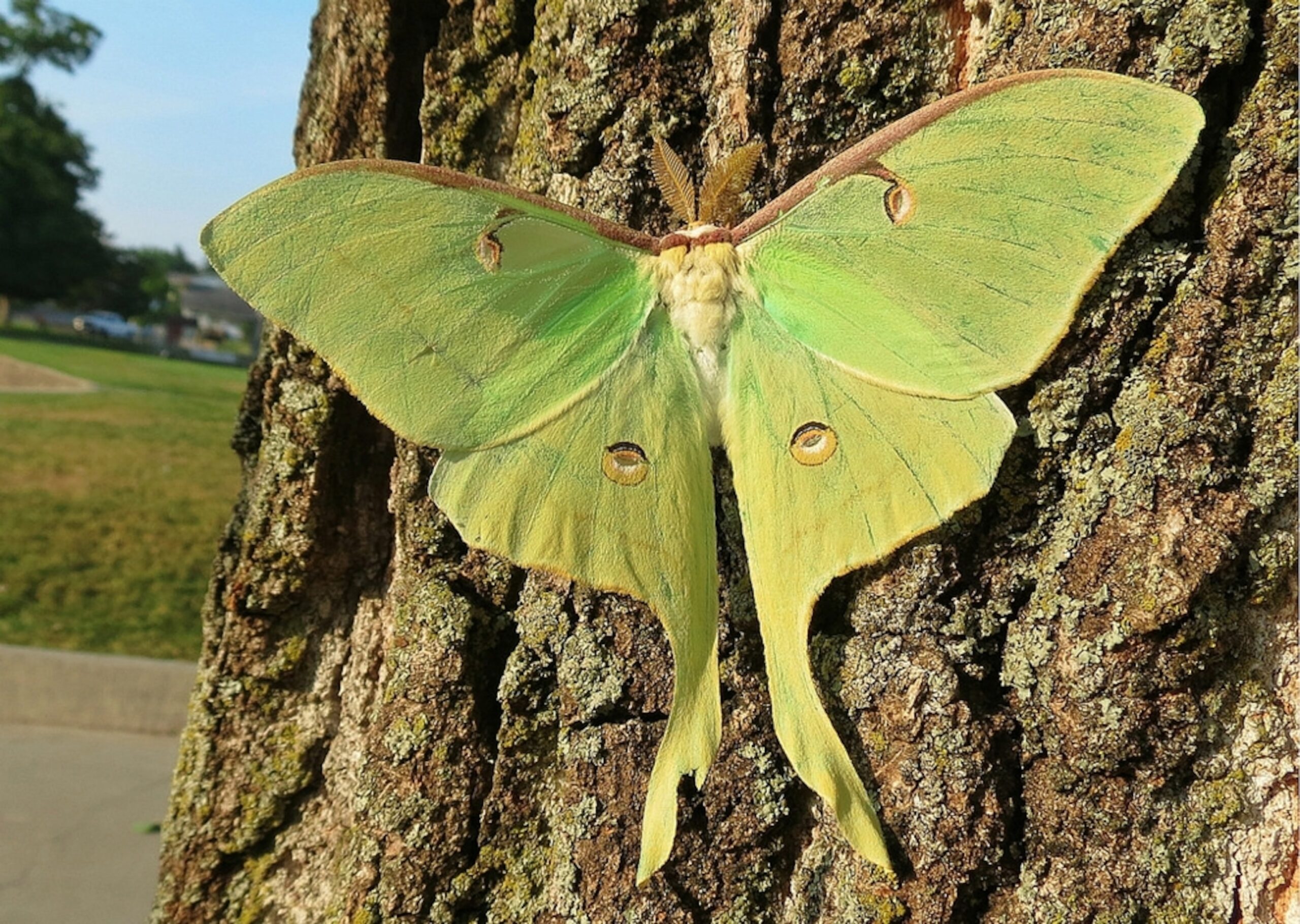 Why Do Luna Moths Have Such Absurdly Long Tails National Geographic